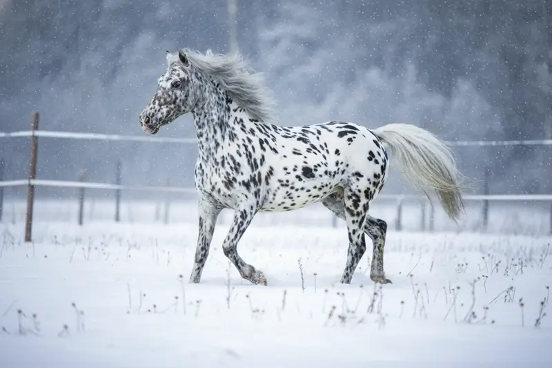 Шелковый платок в стиле Hermès